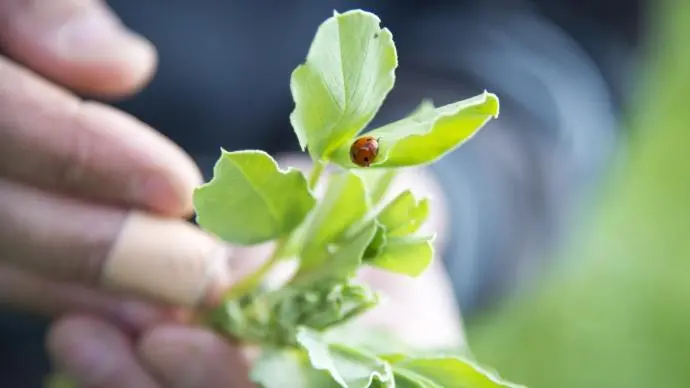 Photographie d'une coccinelle sur une feuille